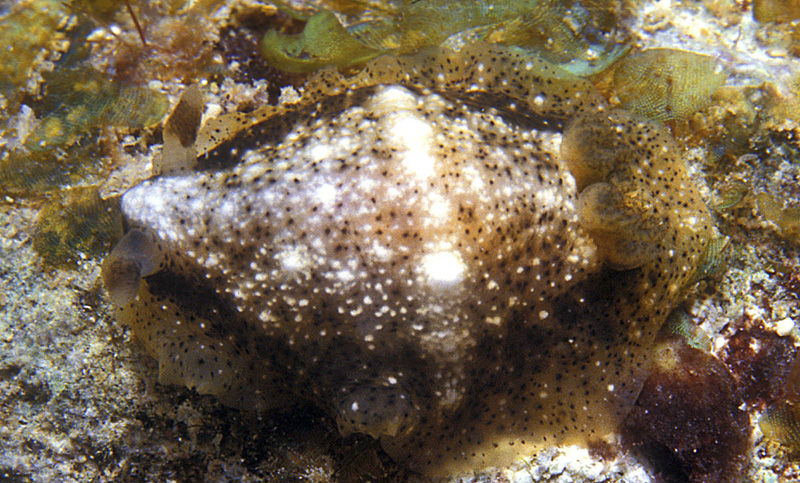 Dendrodoris coronata